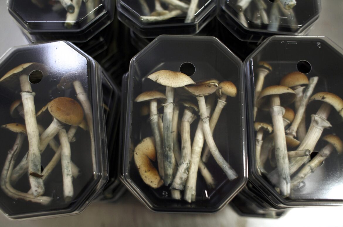 What is so special about magic mushrooms?