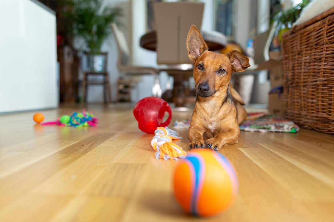 How to Find the Best Dog Toy for Your Pet